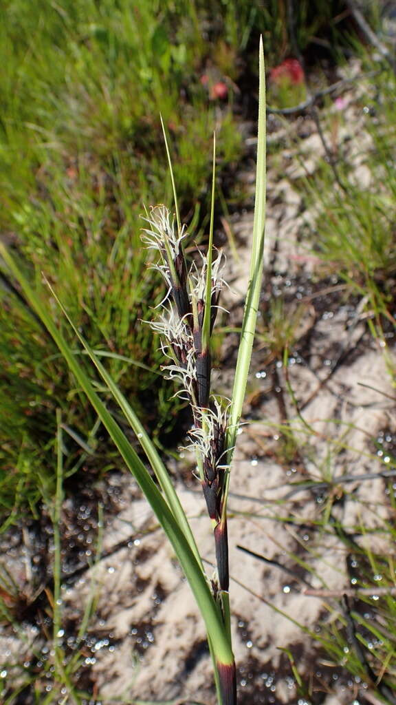 Image of Cyathocoma hexandra (Nees) Browning