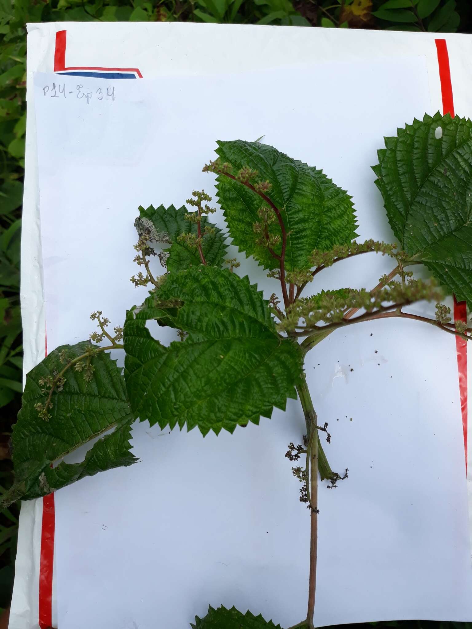 Image of West Indian woodnettle