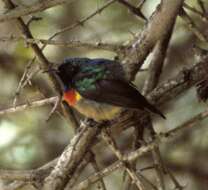 Image of Eastern Double-collared Sunbird