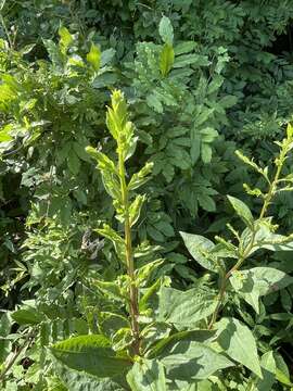 Image of roundleaf goldenrod