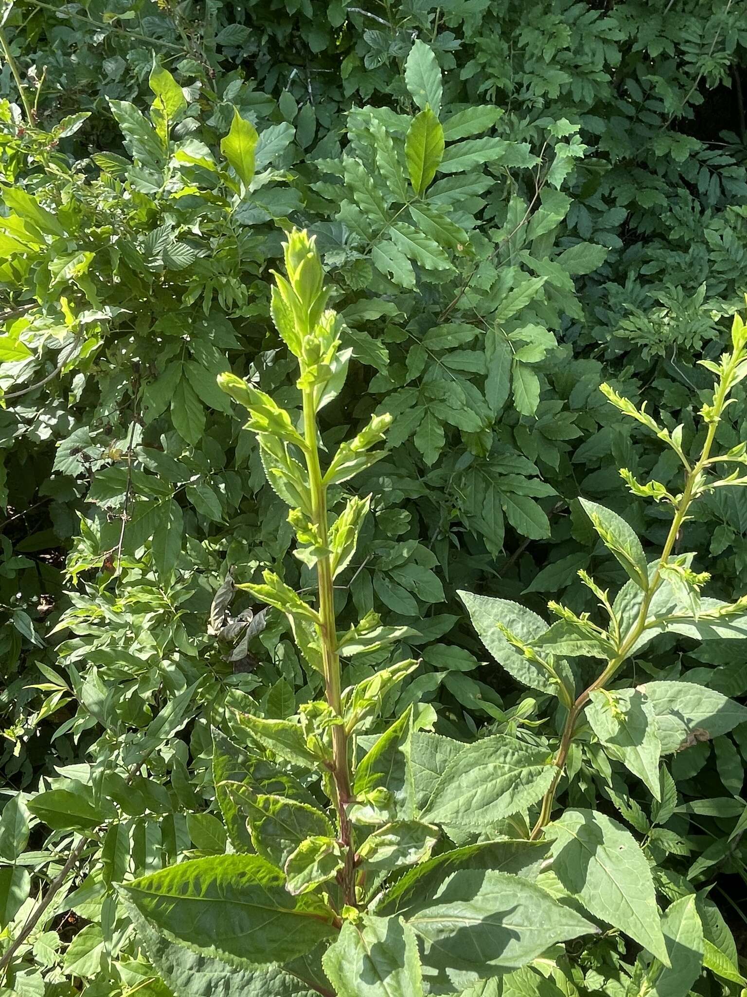 Image of roundleaf goldenrod