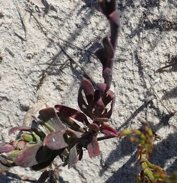 Image of Heliophila linearis (Thunb.) DC.