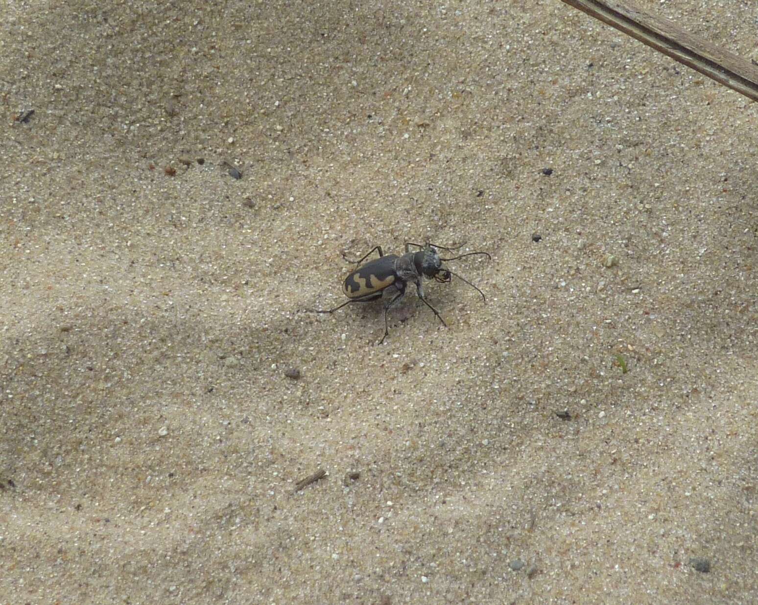 Image de Cicindela (Cicindela) formosa generosa Dejean 1831