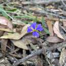 Image of Dampiera sylvestris M. T. M. Rajput & R. C. Carolin