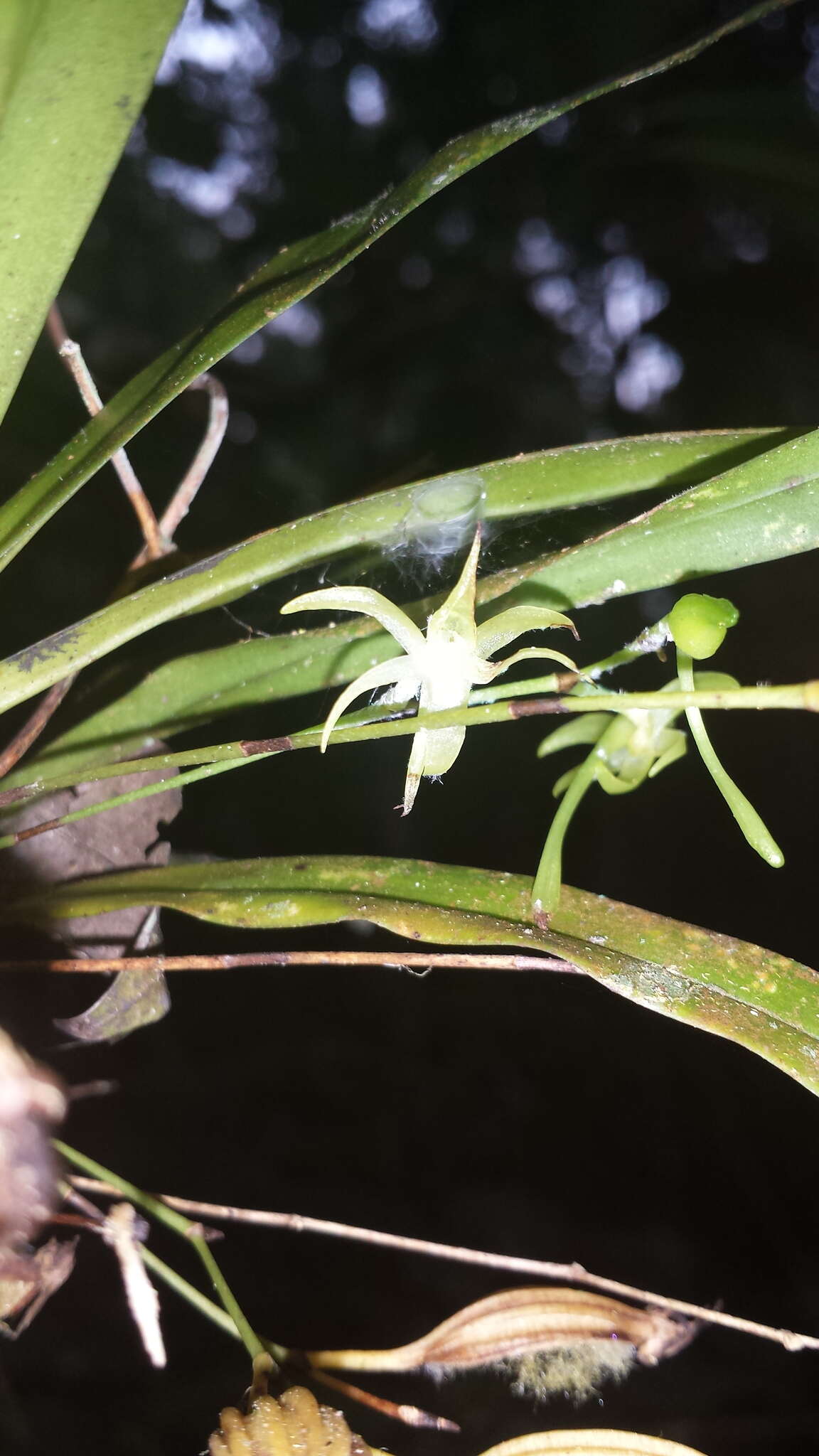 Plancia ëd Angraecum calceolus Thouars