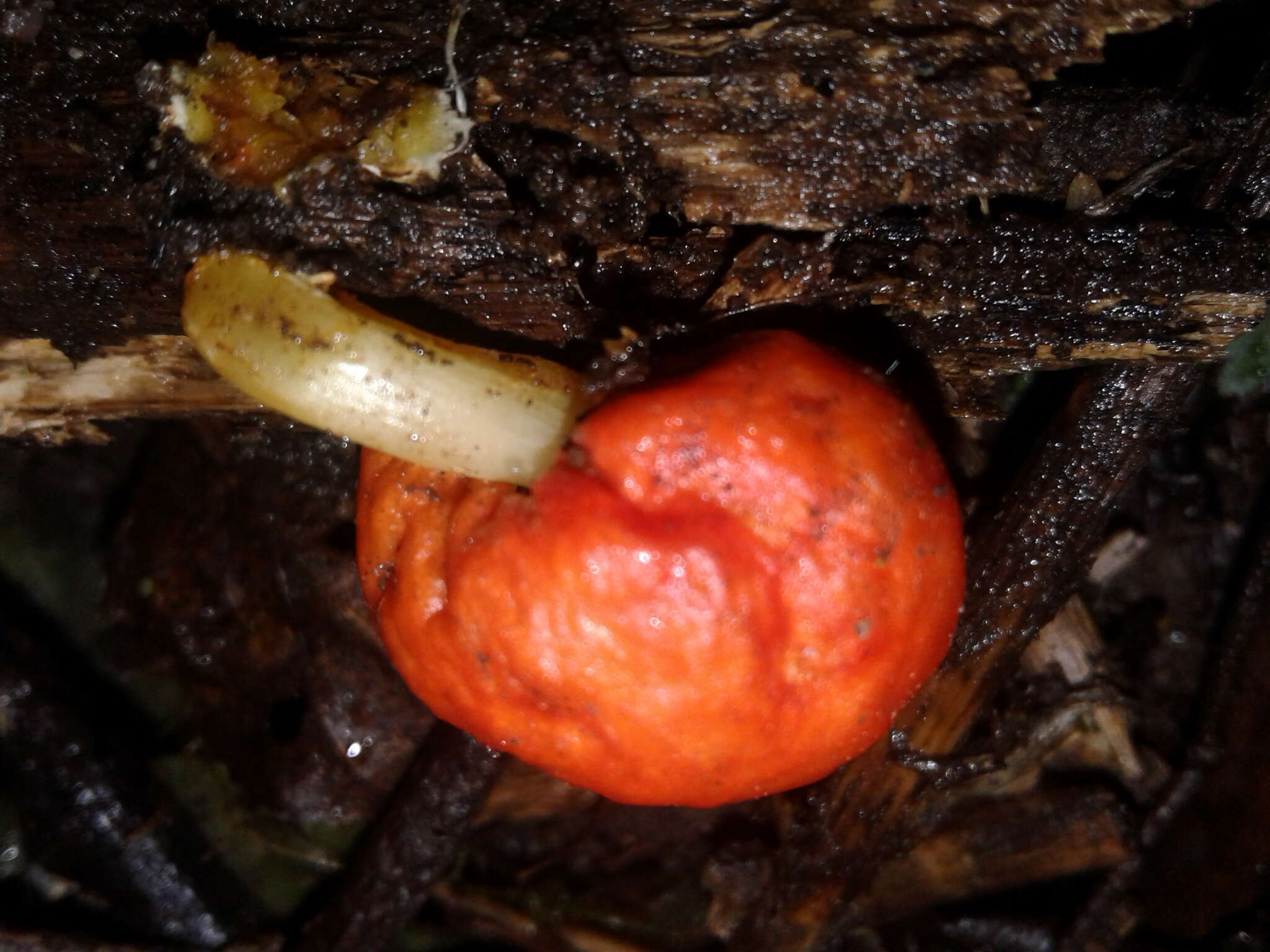 Sivun Leratiomyces erythrocephalus (Tul. & C. Tul.) Beever & D. C. Park 2008 kuva