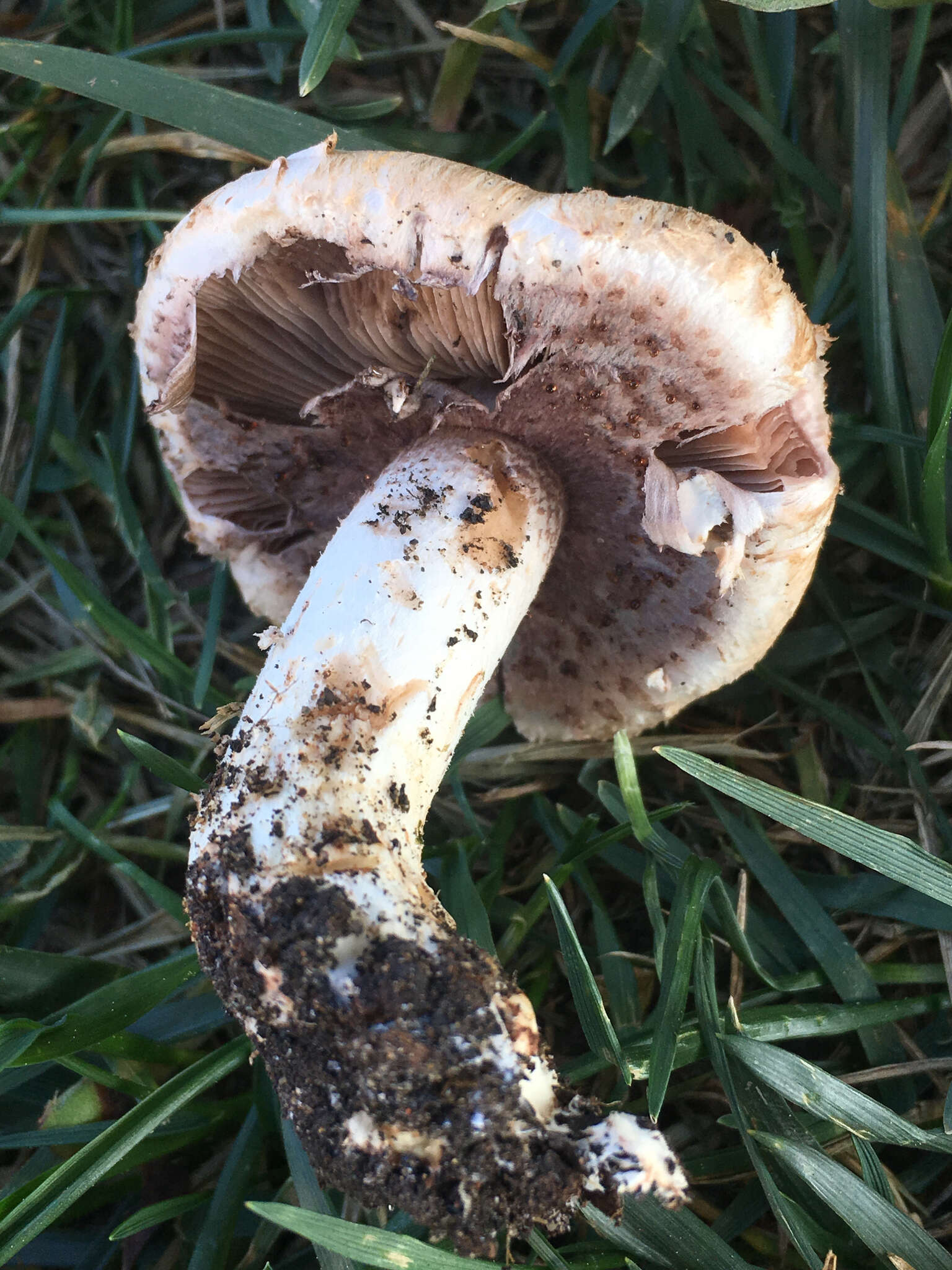 Image of Agaricus fuscovelatus Kerrigan 1985