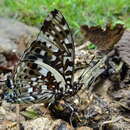 Charaxes etesipe abyssinicus Rothschild 1900的圖片