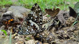 صورة Charaxes etesipe abyssinicus Rothschild 1900