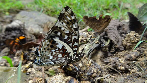 Image of Charaxes etesipe abyssinicus Rothschild 1900