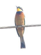 Image of Cinnamon-breasted Bee-eater