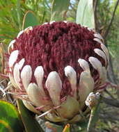 Image of Protea lorifolia (Salisb. ex Knight) Fourc.