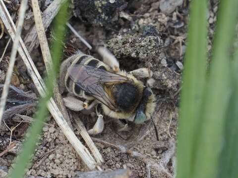 Image of Anthophora bimaculata (Panzer 1798)