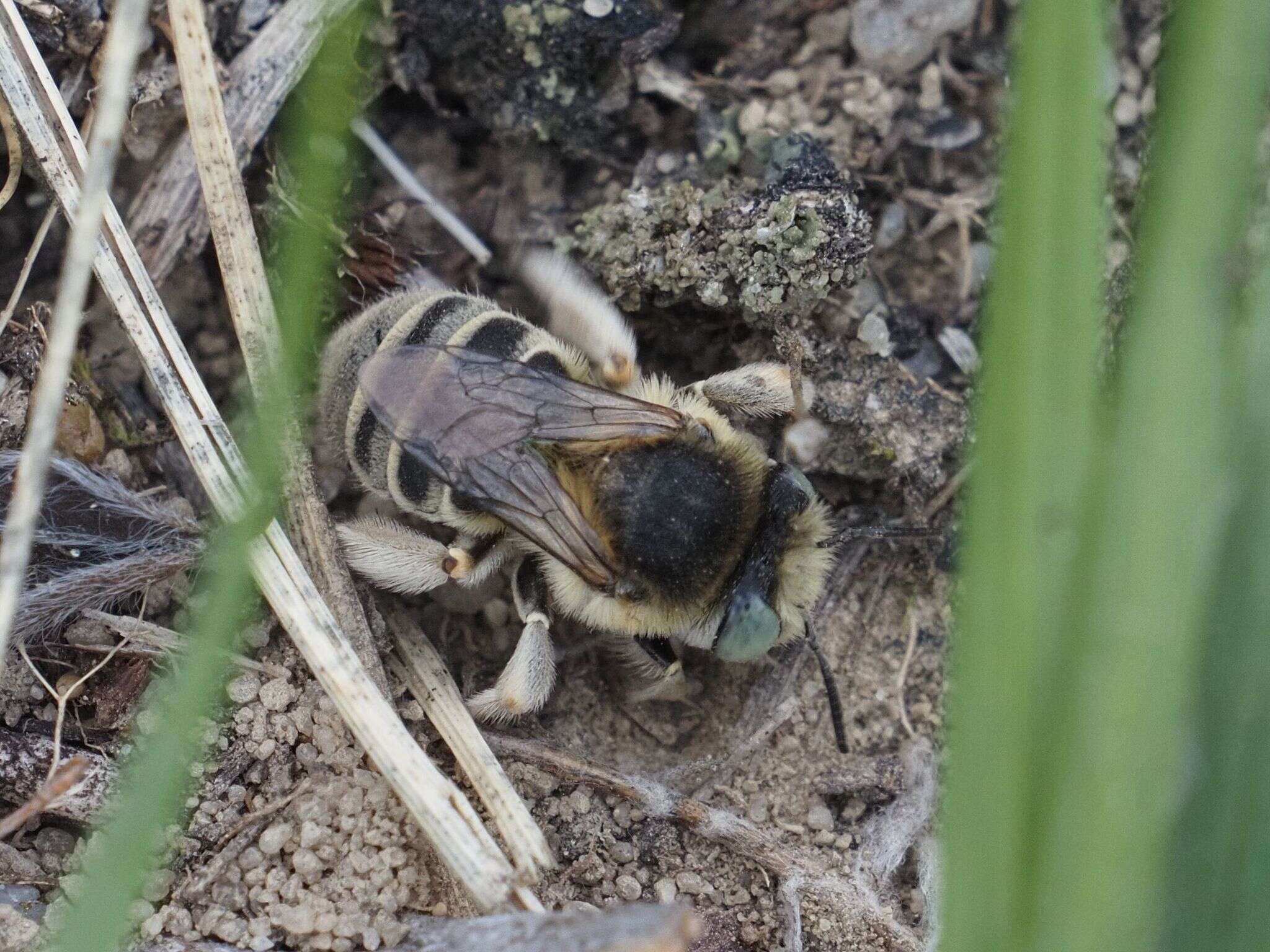 Image de Anthophora bimaculata (Panzer 1798)