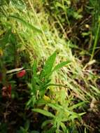 Imagem de Epilobium lamyi F. W. Schultz