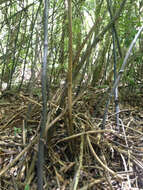 Image of Ripogonum scandens J. R. Forst. & G. Forst.