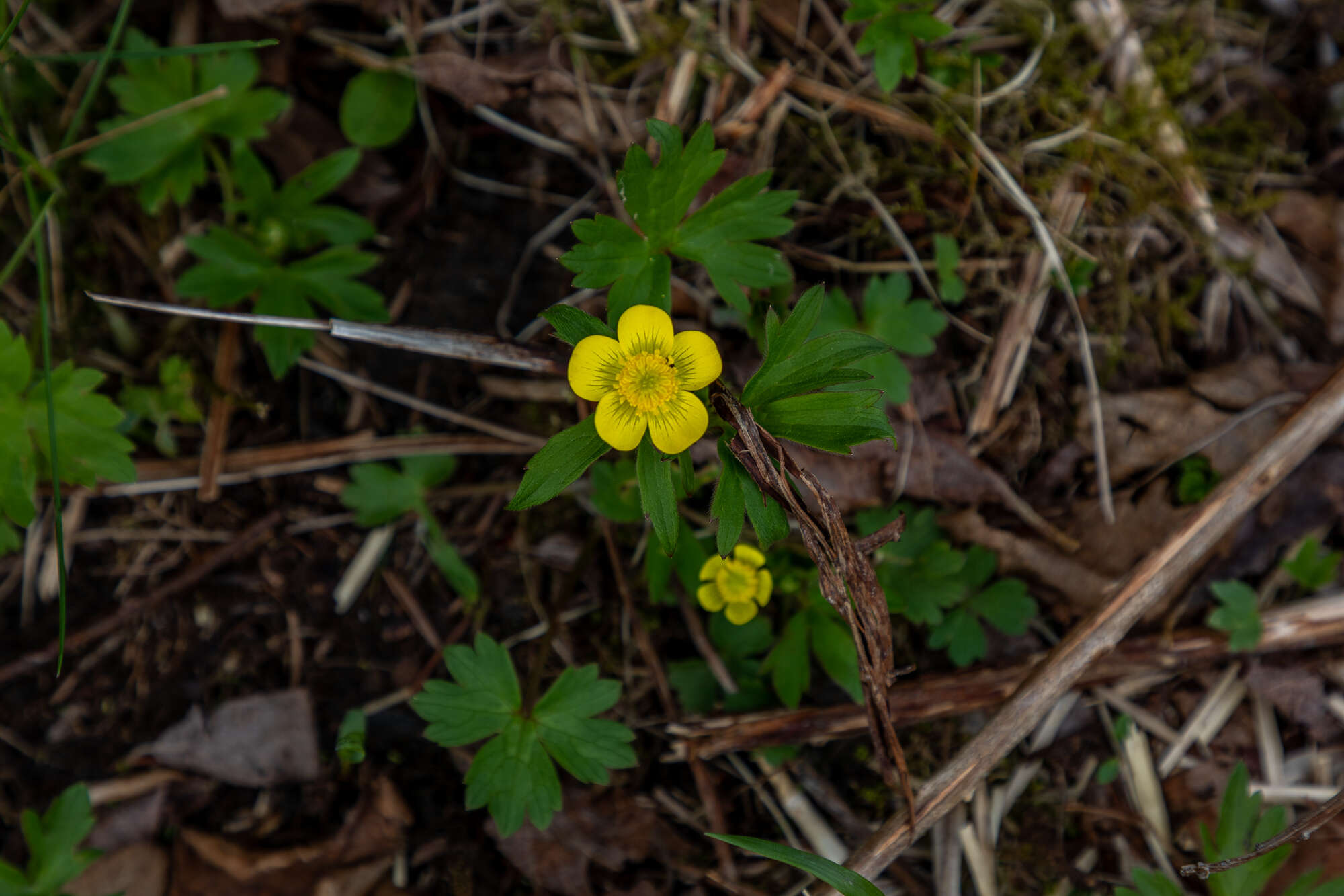 Imagem de Ranunculus occidentalis var. brevistylis Greene Greene