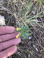 صورة Lithospermum multiflorum S. Wats.