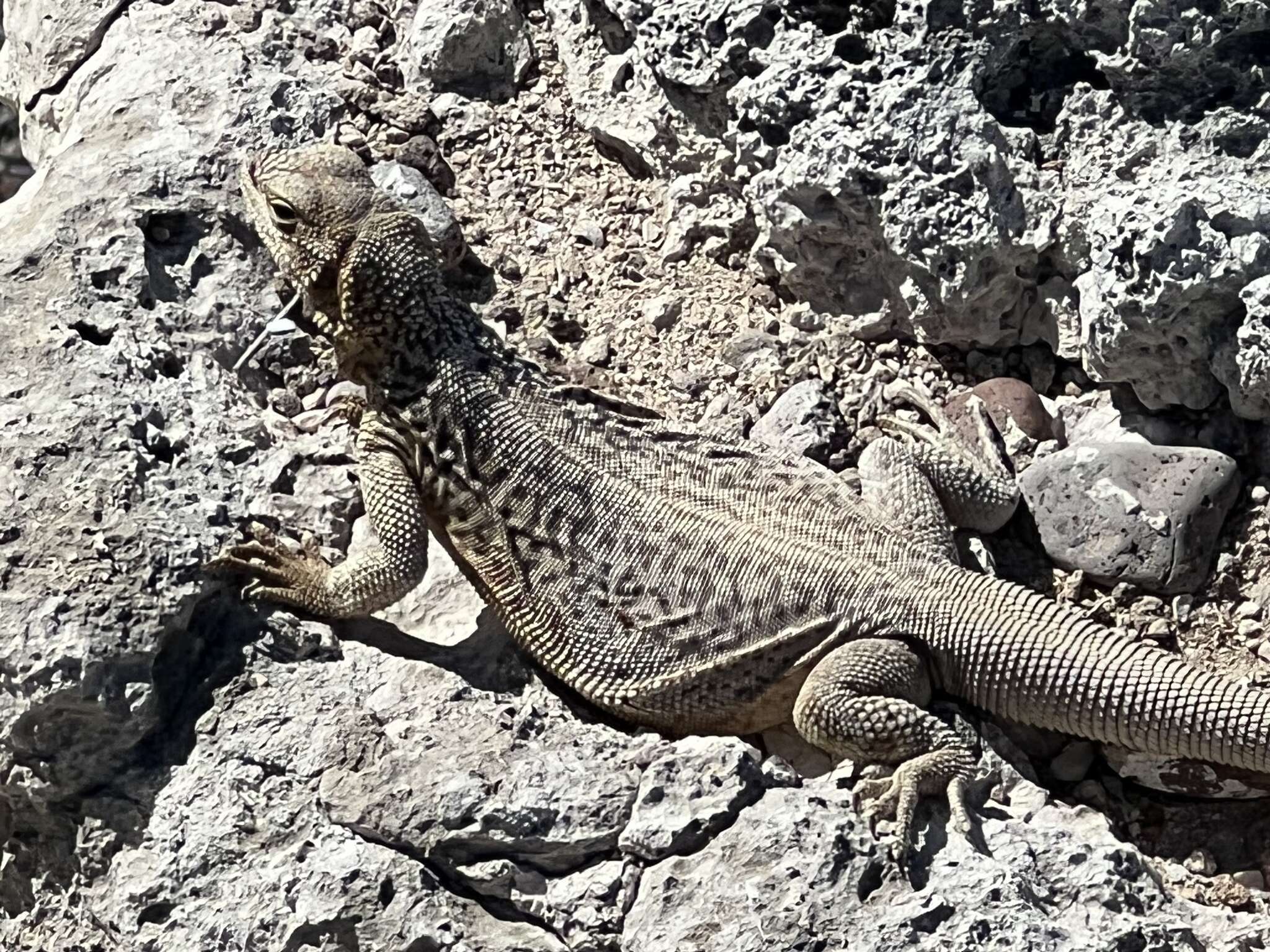 Image of Monserrat Chuckwalla