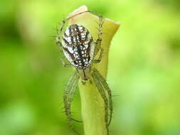 Image of Lined Orbweaver