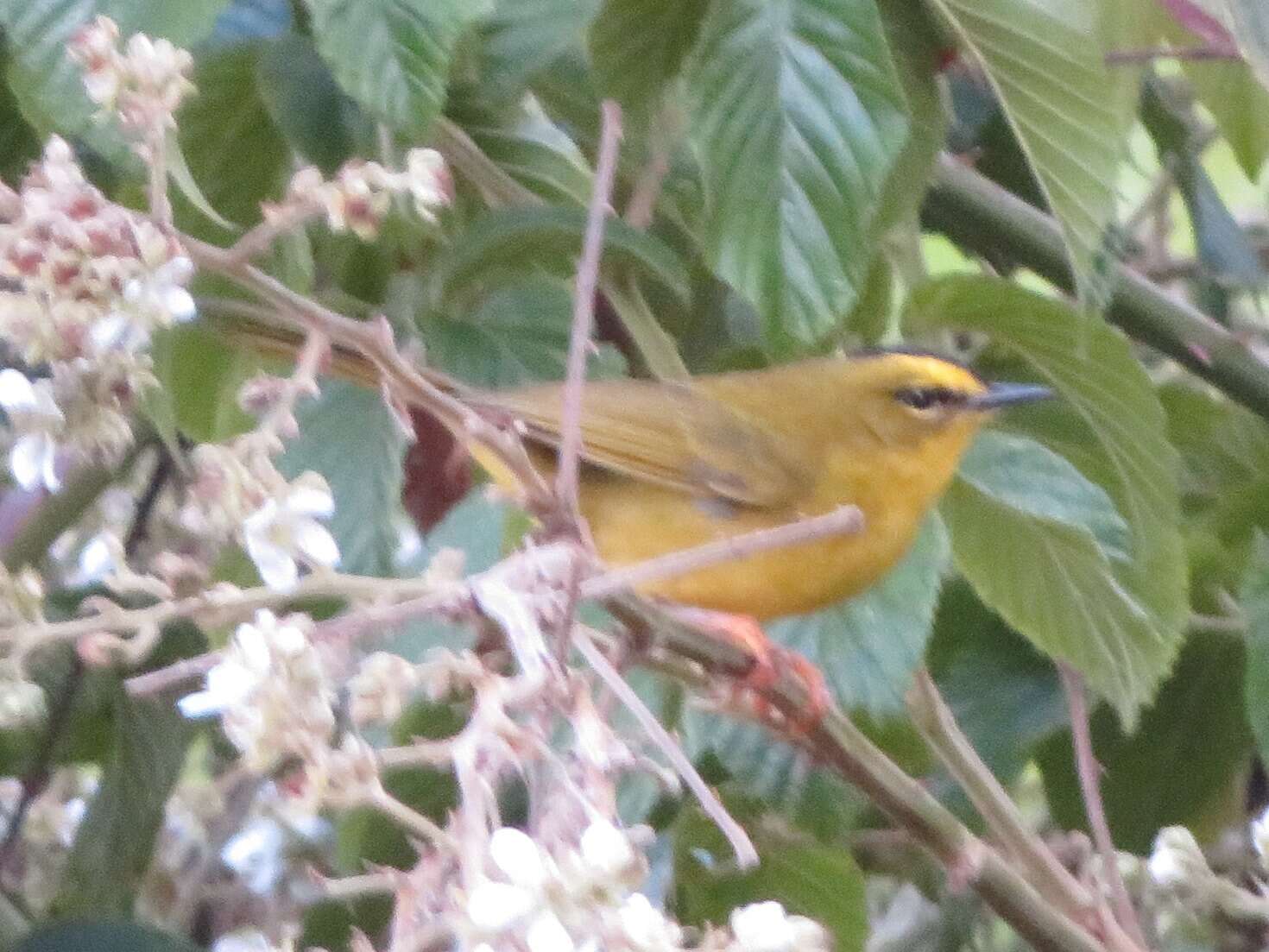 Image of Black-crested Warbler