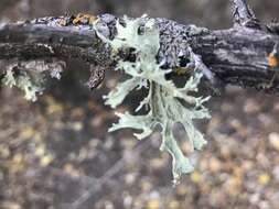 Image of cartilage lichen