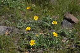 Image of California balsamroot