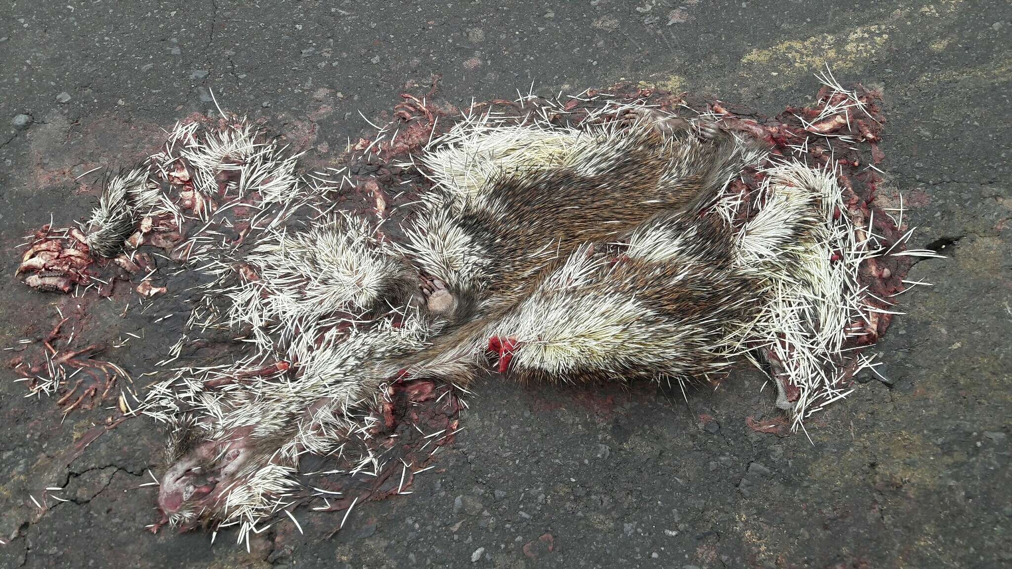 Image of stump-tailed porcupine