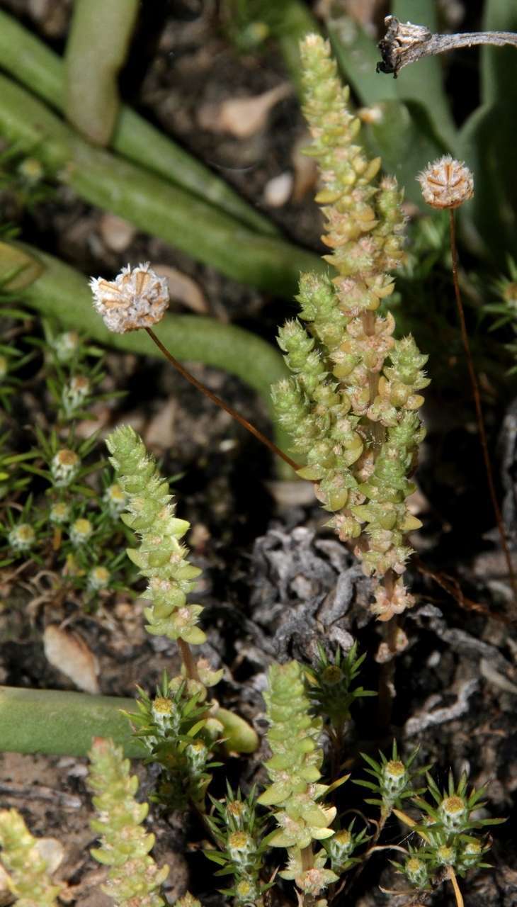 Crassula colorata (Nees) Ostenf. resmi