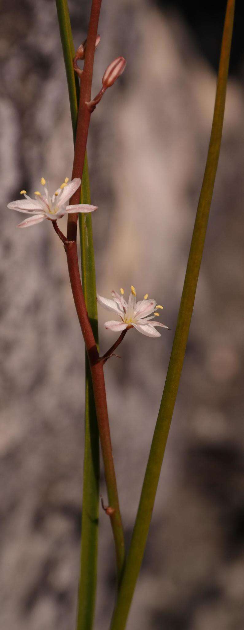 Image of Trachyandra esterhuysenae Oberm.