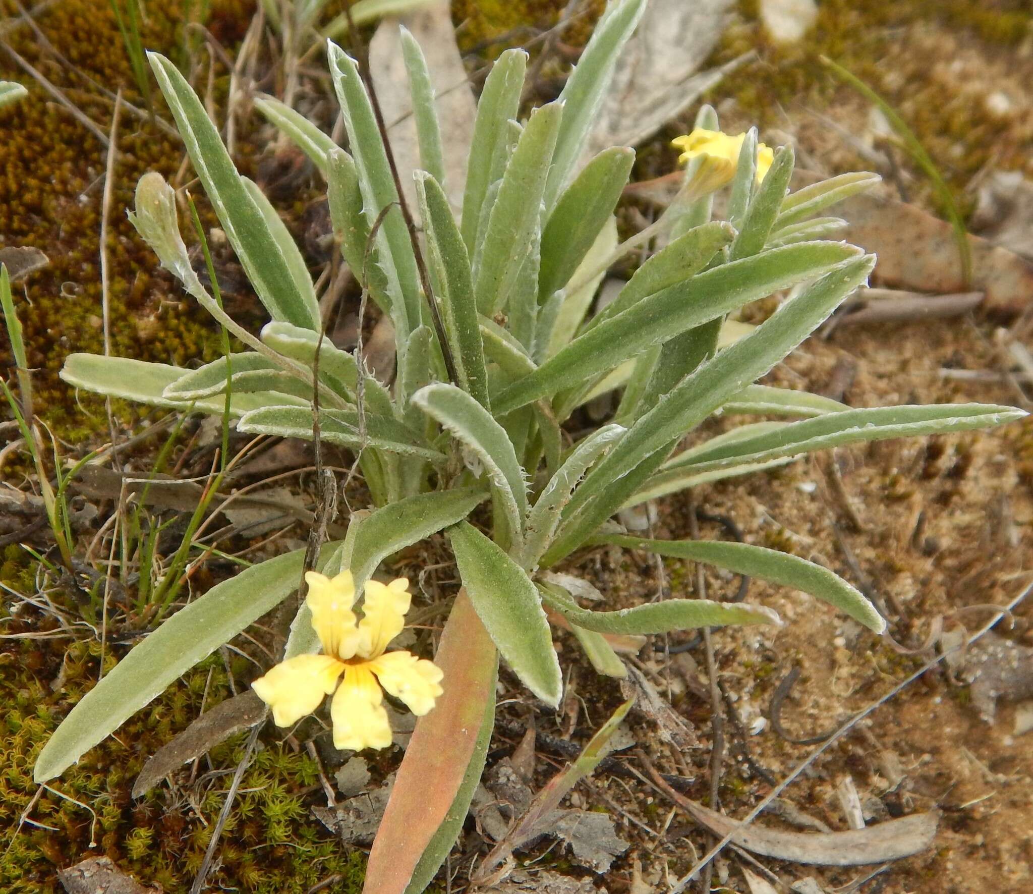 Image of Goodenia willisiana R. Carolin