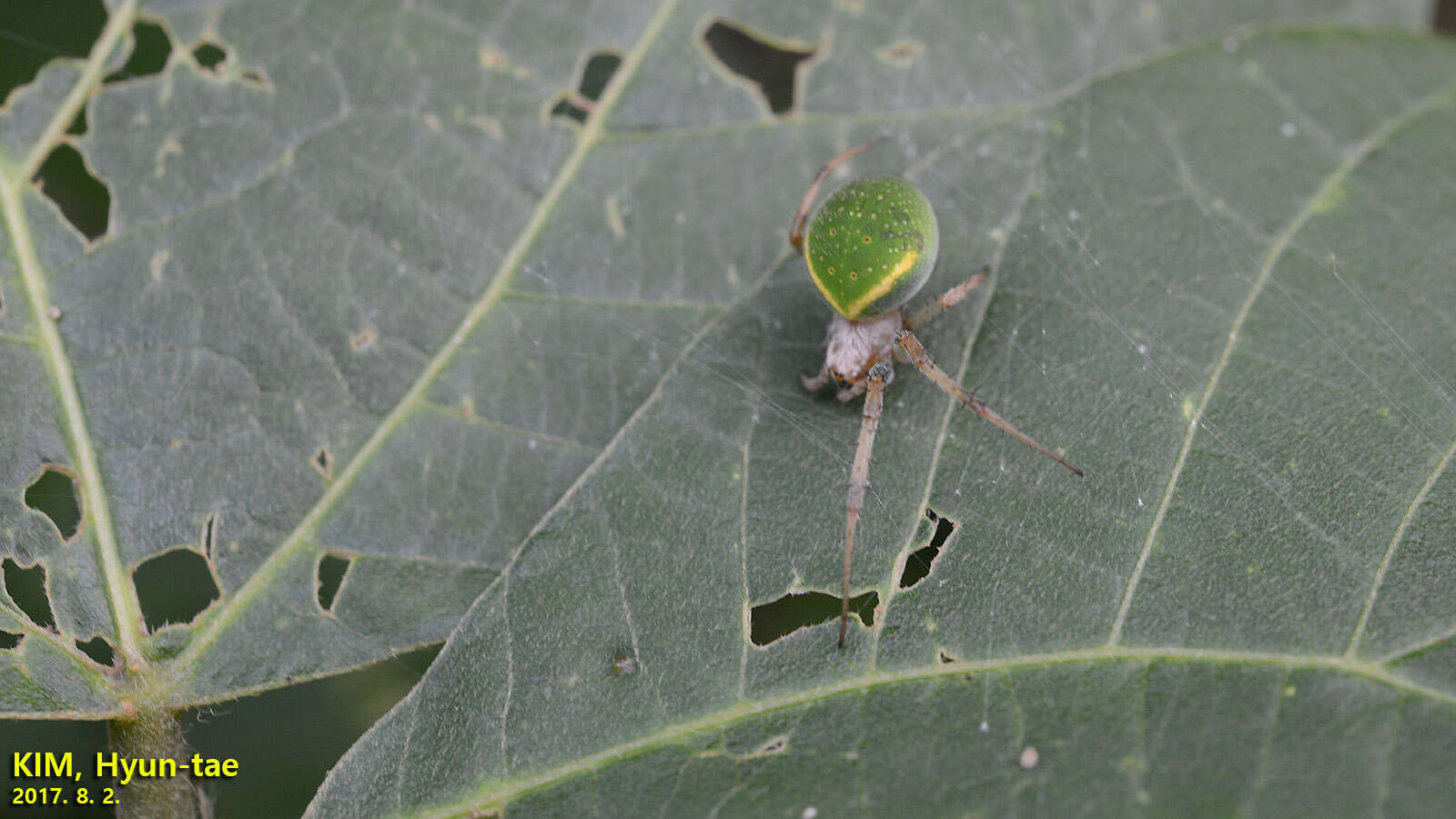 Image of Neoscona scylloides (Bösenberg & Strand 1906)