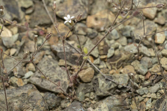 Image of Arenaria rhodia Boiss.