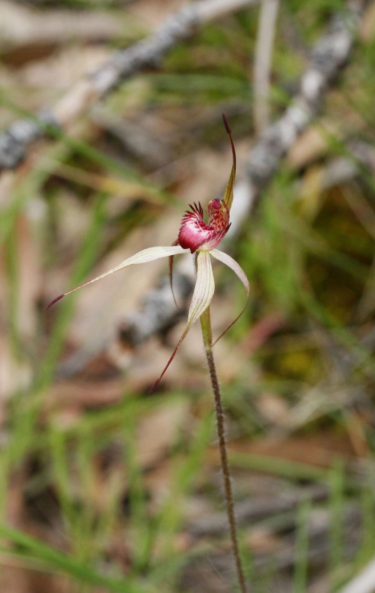 Image of Caladenia strigosa (D. L. Jones) R. J. Bates