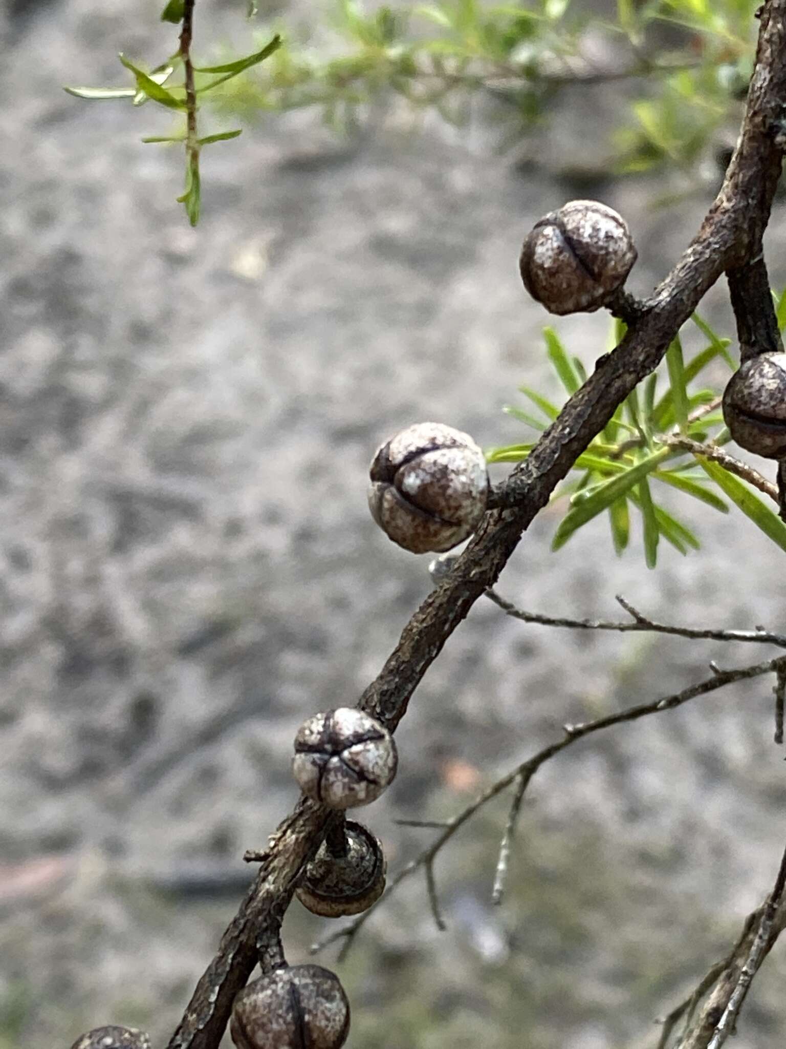 Image of Australian wild may