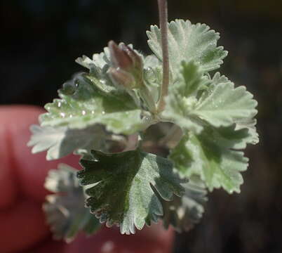 Imagem de Pelargonium exstipulatum (Cav.) L'Her.