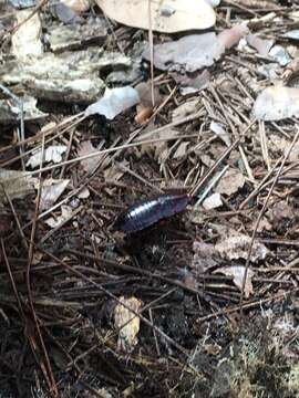 Image of Florida Woods Cockroach