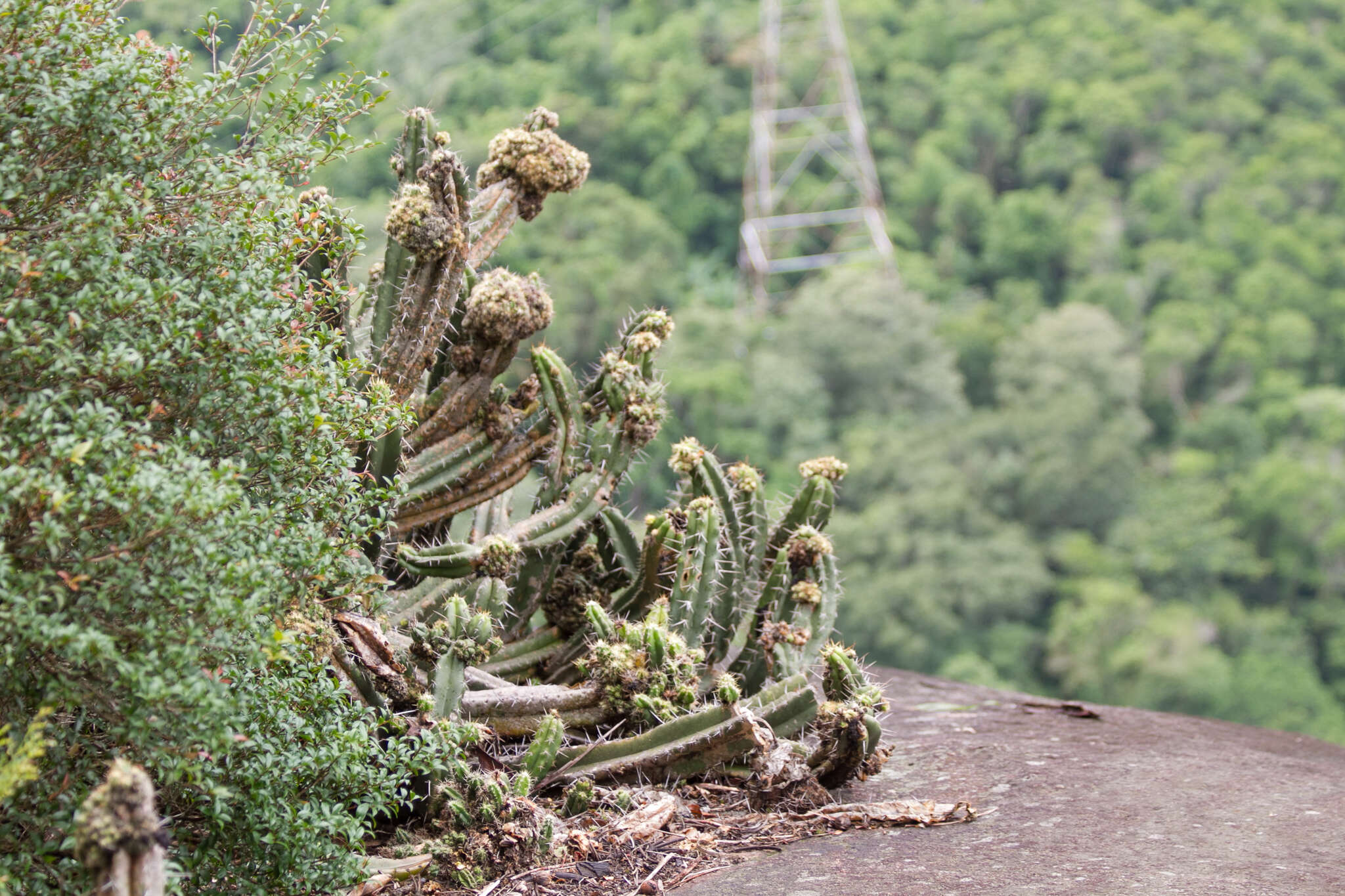 Image de Cereus fernambucensis Lem.