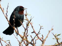 Image of Chestnut-capped Blackbird