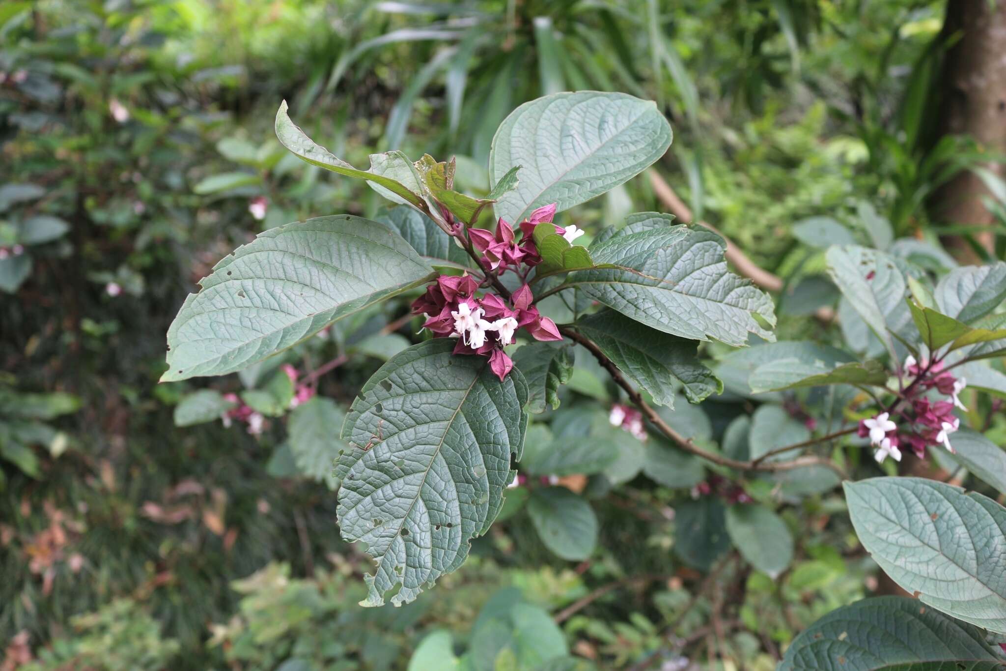 Image of Clerodendrum fortunatum L.