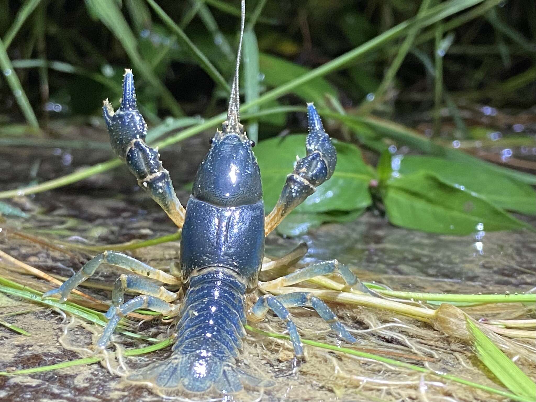 Image of Cambarus dubius Faxon 1884