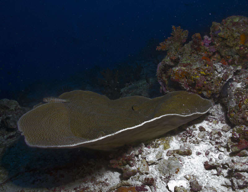 Image of Pagoda coral