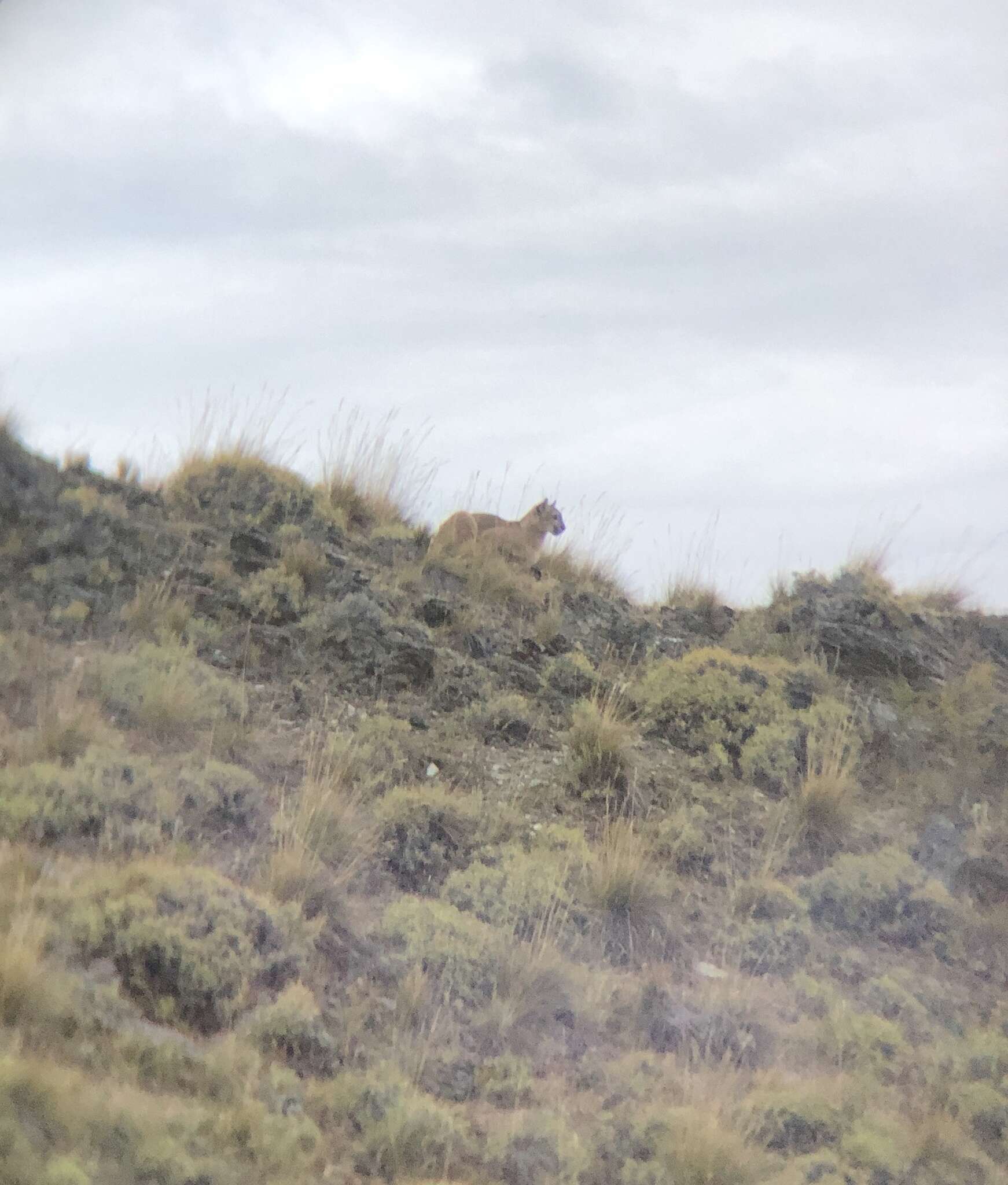 Image of South American cougar