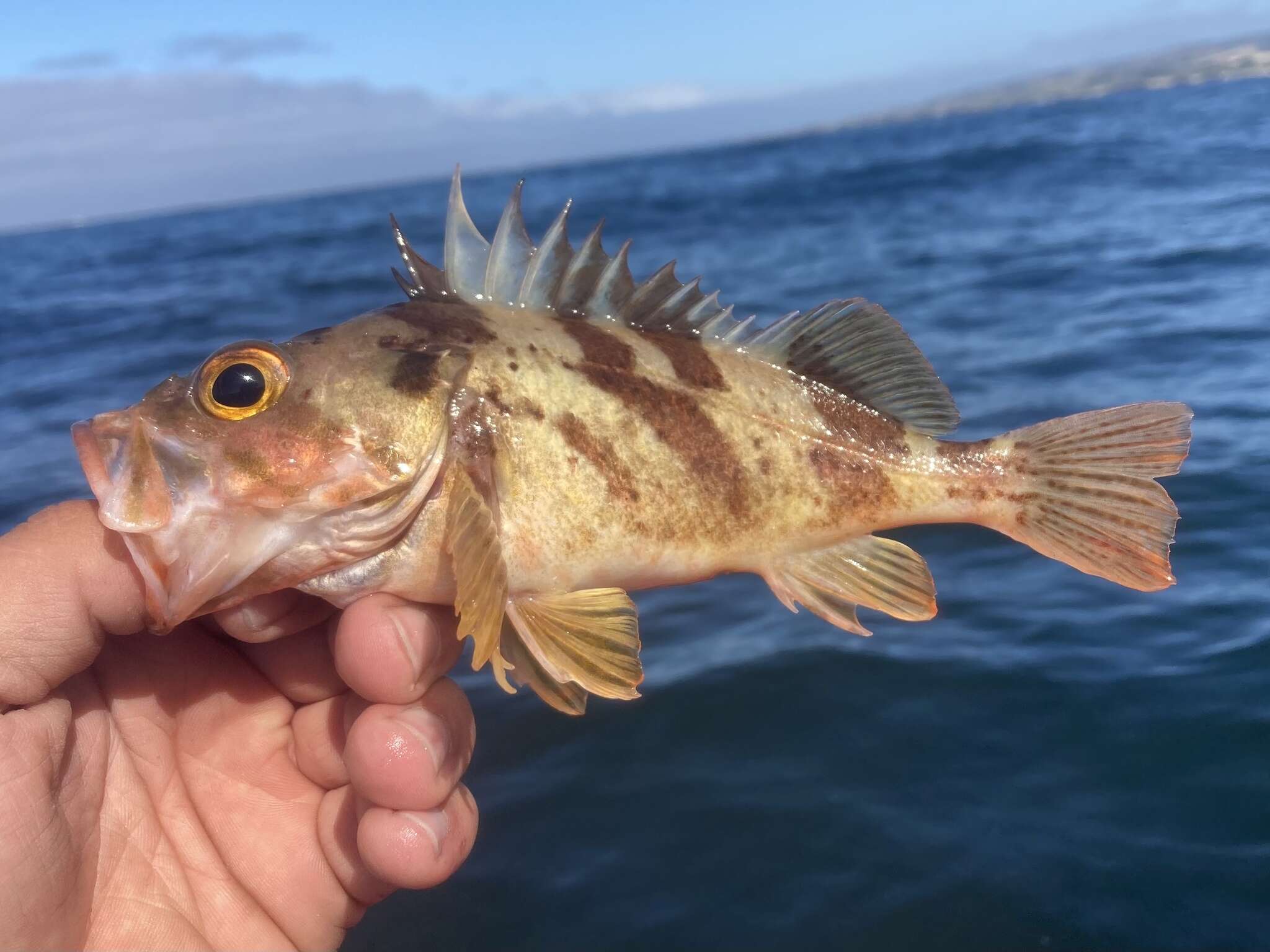 Image of Calico rockfish