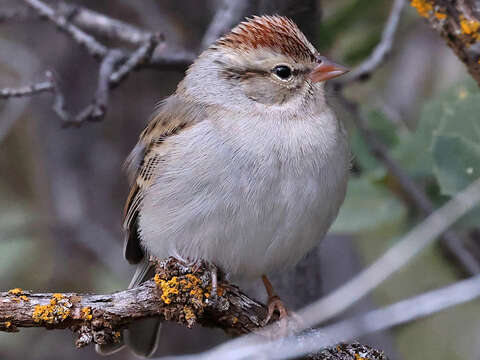 Image of Spizella passerina arizonae Coues 1872