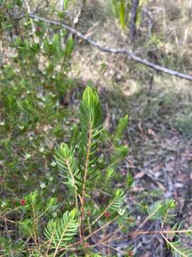 Image of Darwinia procera B. G. Briggs