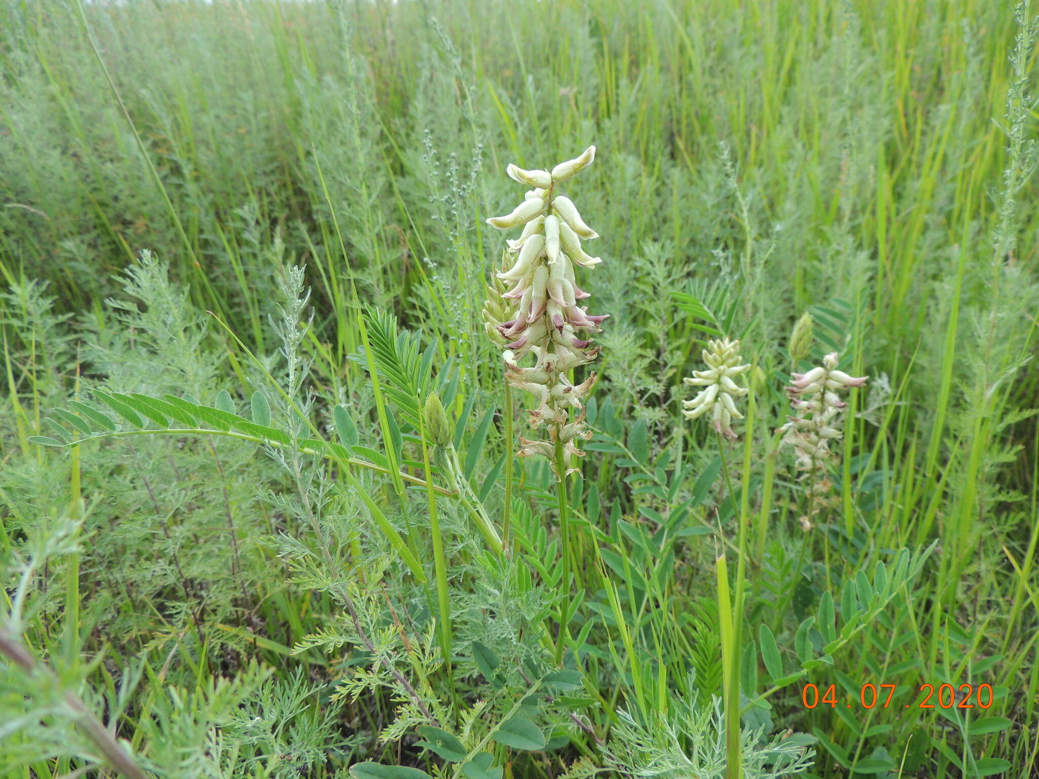 Plancia ëd Astragalus uliginosus L.