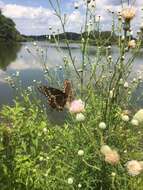 Image of Palamedes Swallowtail