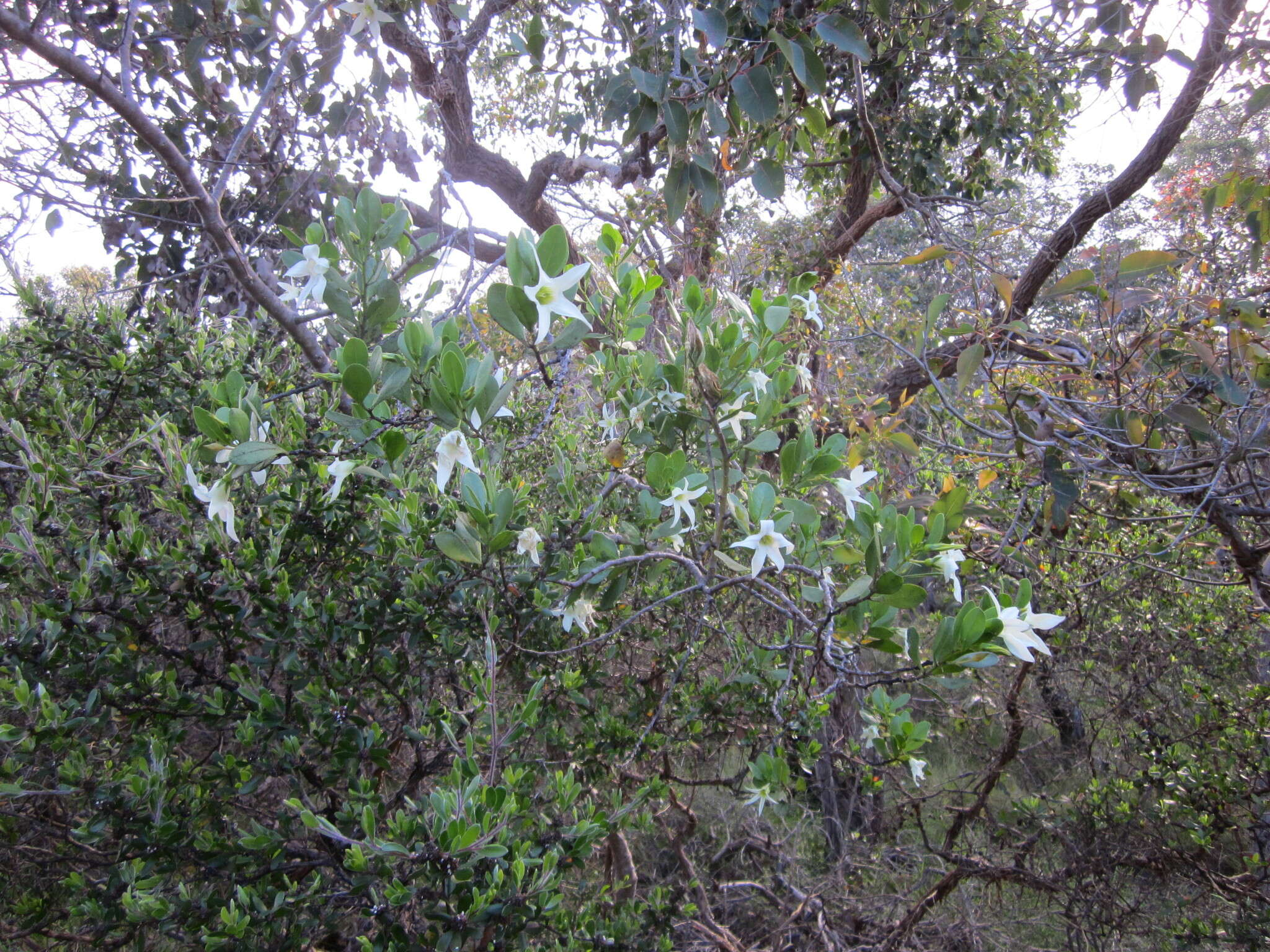 Image of Anthocercis viscosa R. Br.