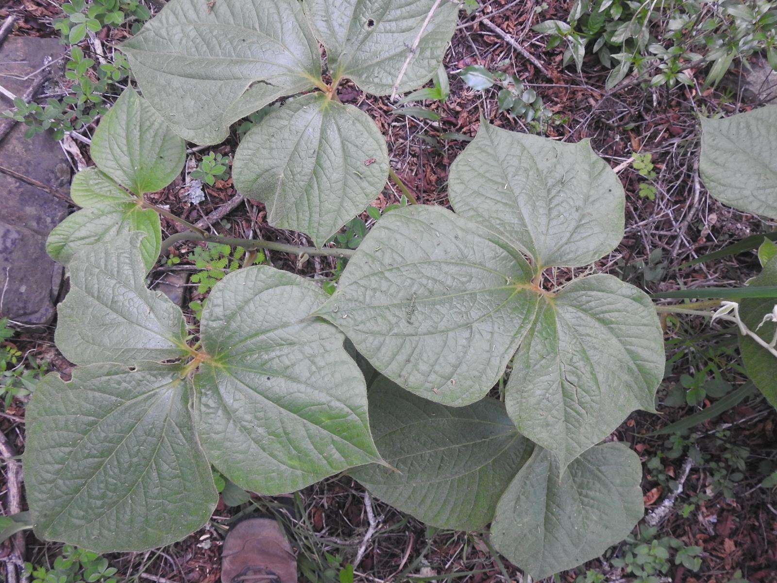 Dioscorea dregeana (Kunth) T. Durand & Schinz的圖片